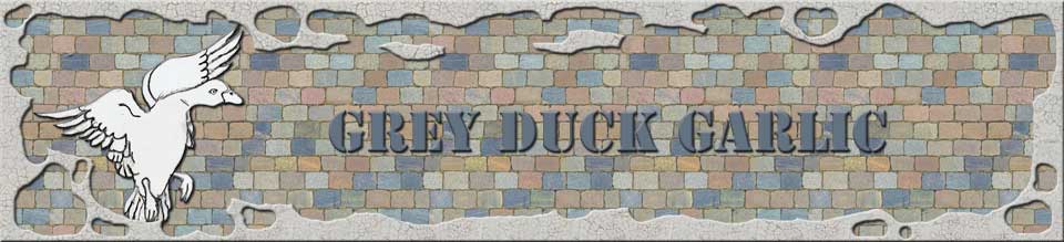 Grey Duck Garlic sells great hardneck garlic